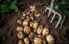 For Halloween, why not dress up as a sexy potato? 