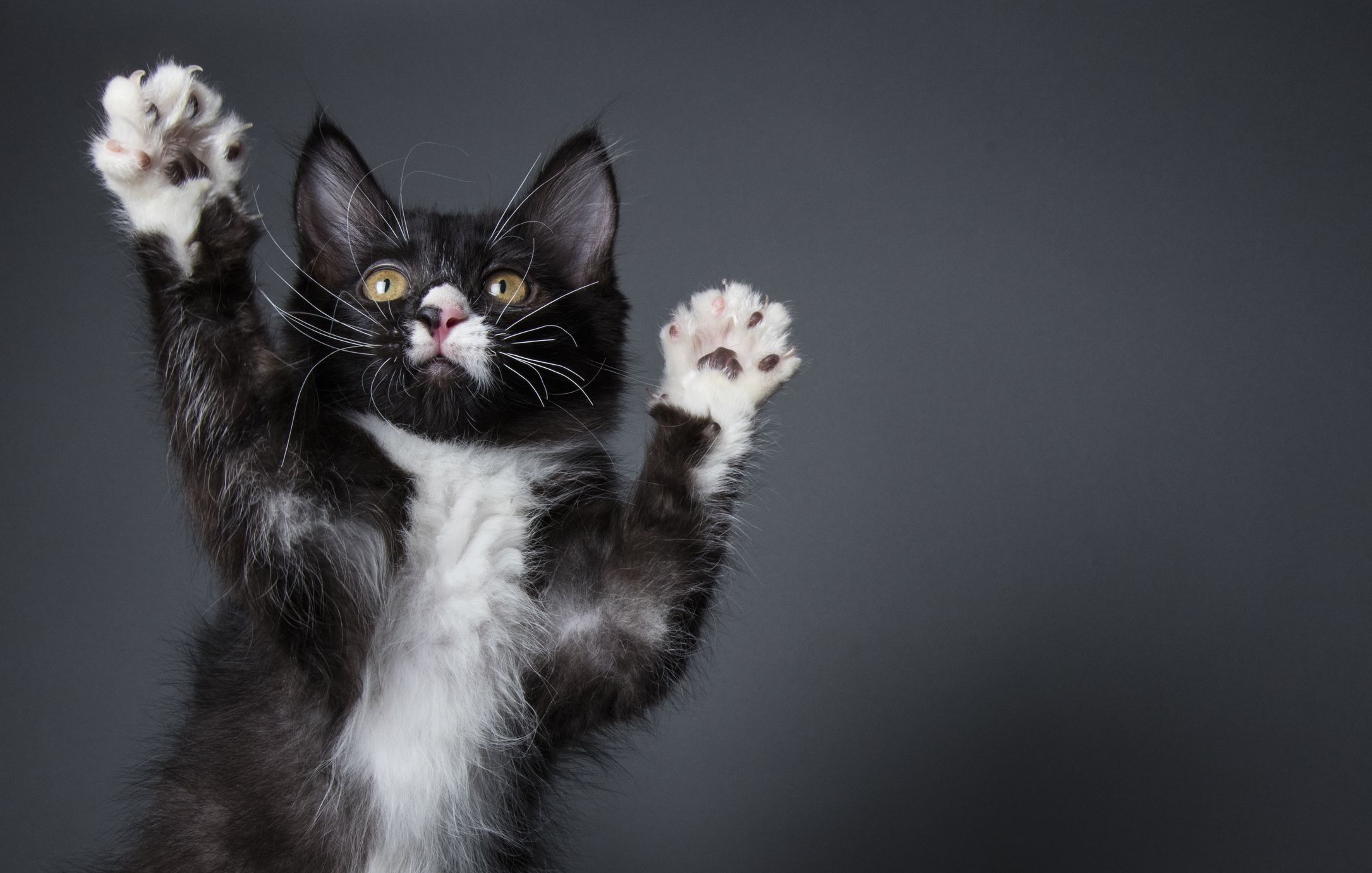 The King of the Cats is vicious! Image: Getty.