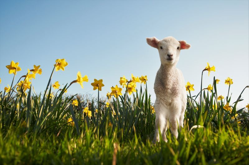 May 1 marks the start of Spring in Ireland (Getty Images)
